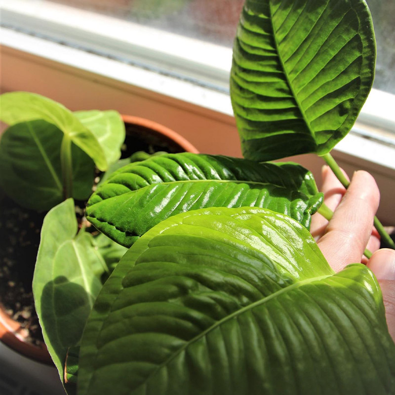 Anthurium compact 240621 4